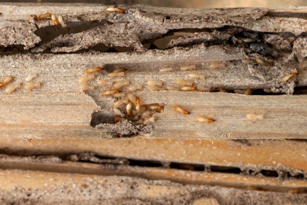 Best Termite Control Services  in Somersworth, NH